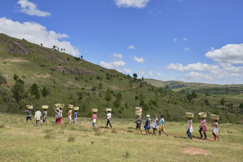 Transport des plants-Madagascar©iAkoRandrianarivelo-2022(11)-jpg